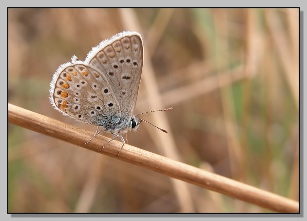 Polyommatus icarus, Polistes sp e falena sconosciuta